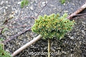 wbgarden dwarf conifers 67